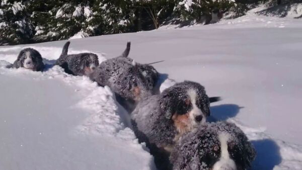 Kutyák a hóban